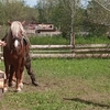 ПОСАЖЕНИЕ НА СЕДЛО СЫНА ПОГИБШЕГО НА СВО КАЗАКА - Средства массовой информации