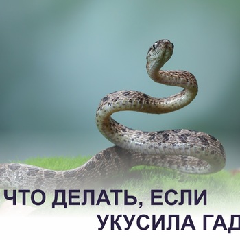 ЧТО ДЕЛАТЬ, ЕСЛИ УКУСИЛА ГАДЮКА? - Средства массовой информации